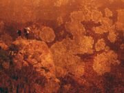 Peixe Cobra: single que pertencerá ao álbum de estreia é lançado antecipadamente